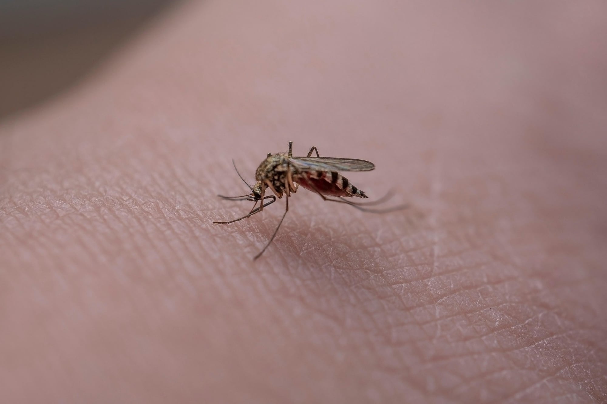 La eliminación del mosquito pica tobillos no alteraría el ecosistema de Los Ángeles