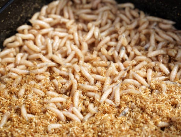 Las metodologías empleadas en décadas anteriores dificultan la comparación de resultados