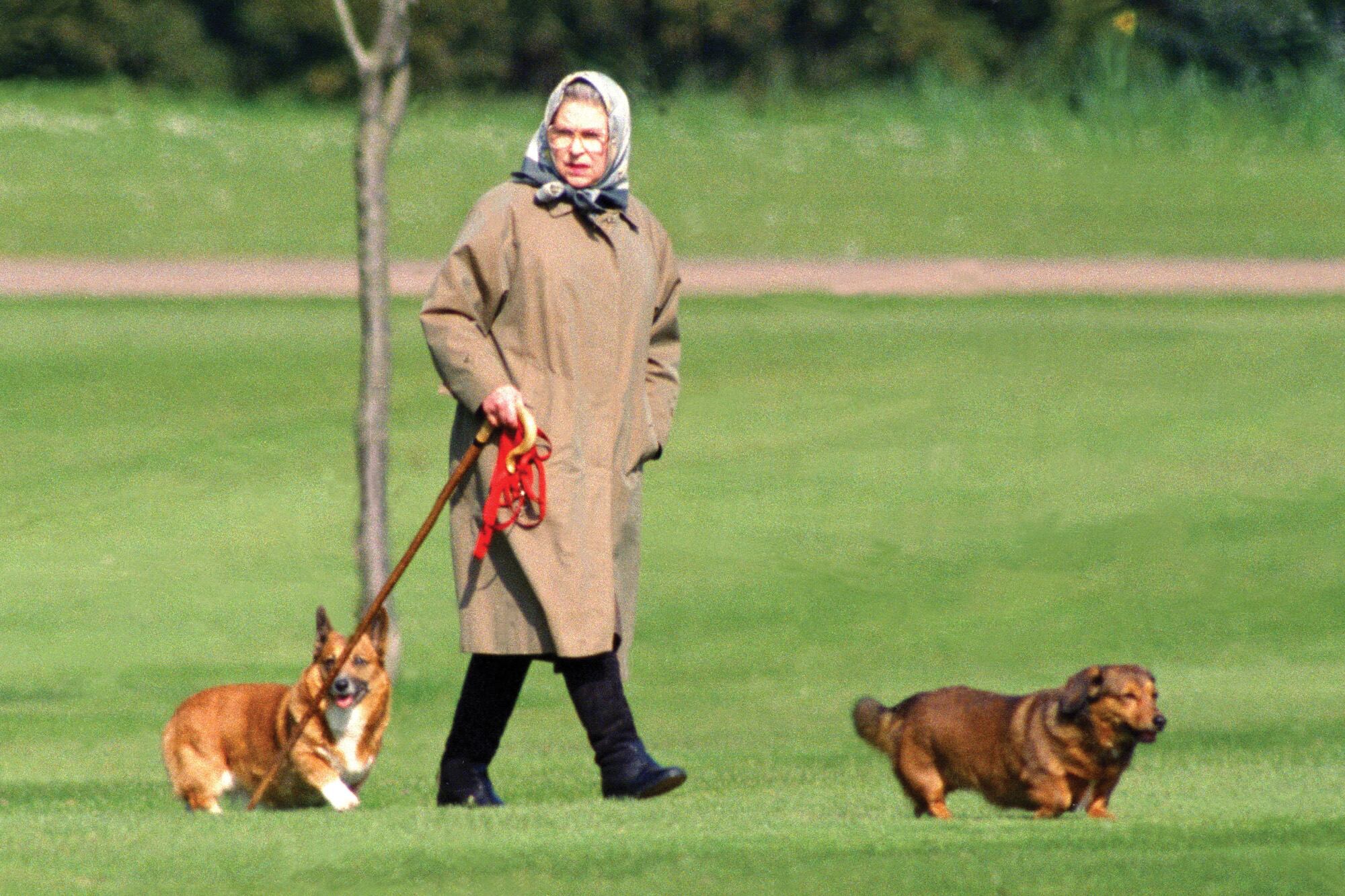 Isabel II fue conocida por su amor a los corgis que la acompañaron toda su vida y descendían de Susan, el primero que le regaló su padre, Jorge VI. Tan importantes fueron para ella que hasta Annie Leibovitz los fotografió. Tras su muerte, en 2022, Muik y Sandy, los últimos sobrevivientes de su manada fueron a vivir con Sarah Ferguson y el príncipe Andrés.