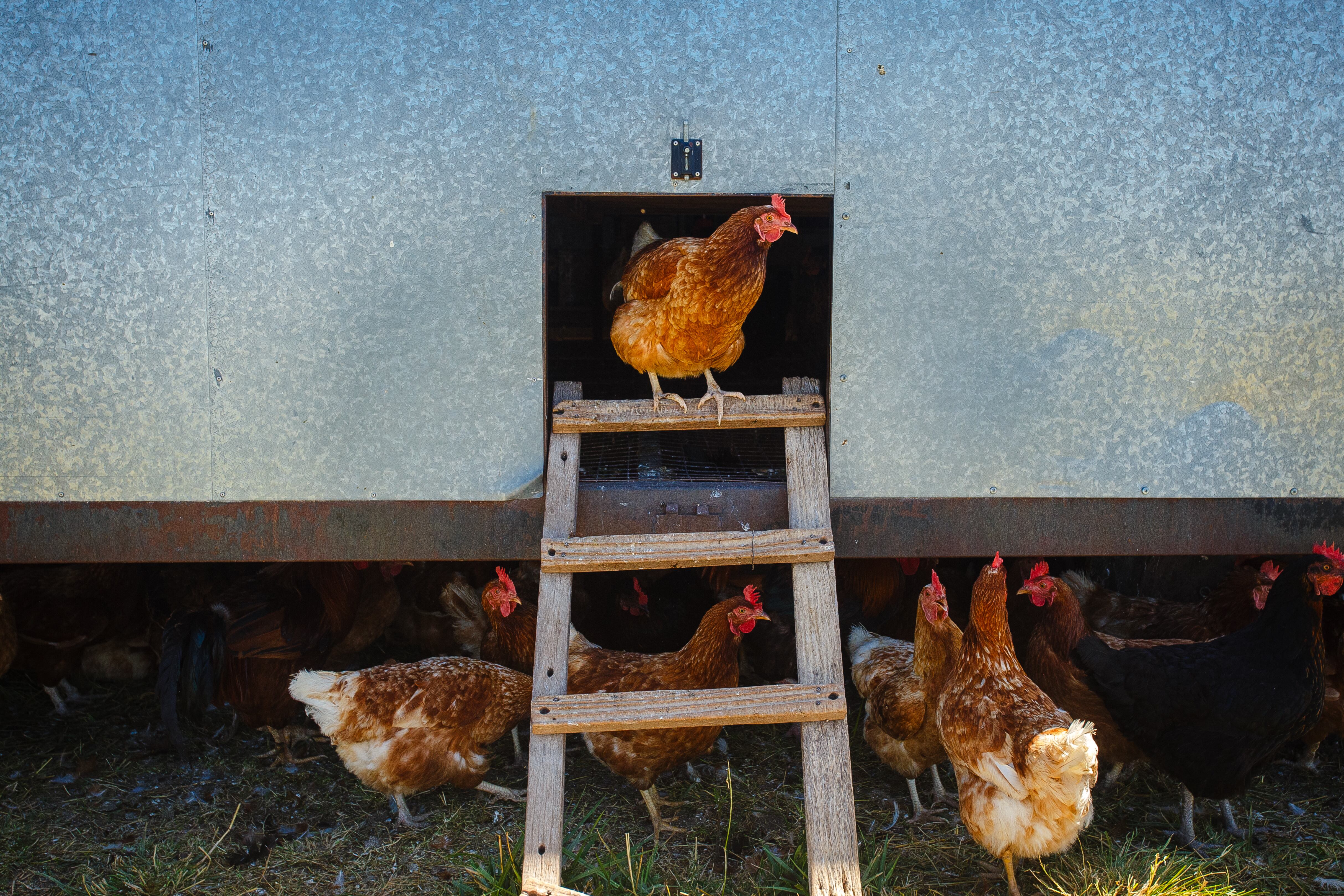 Las gallinas andan sueltas.