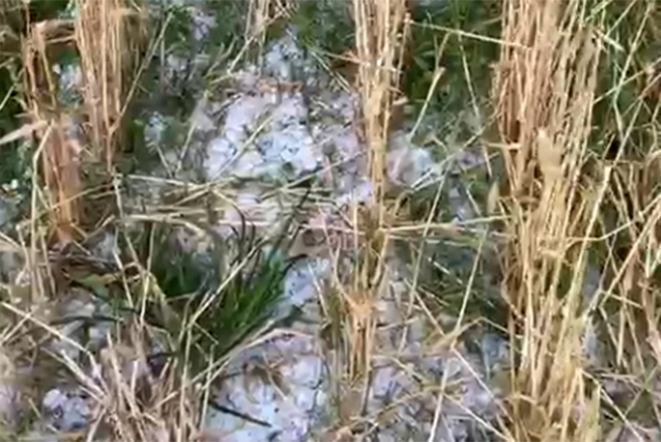 “Arrancamos con el pie izquierdo”: iba a cosechar por primera vez y una repentina granizada le arrasó el campo