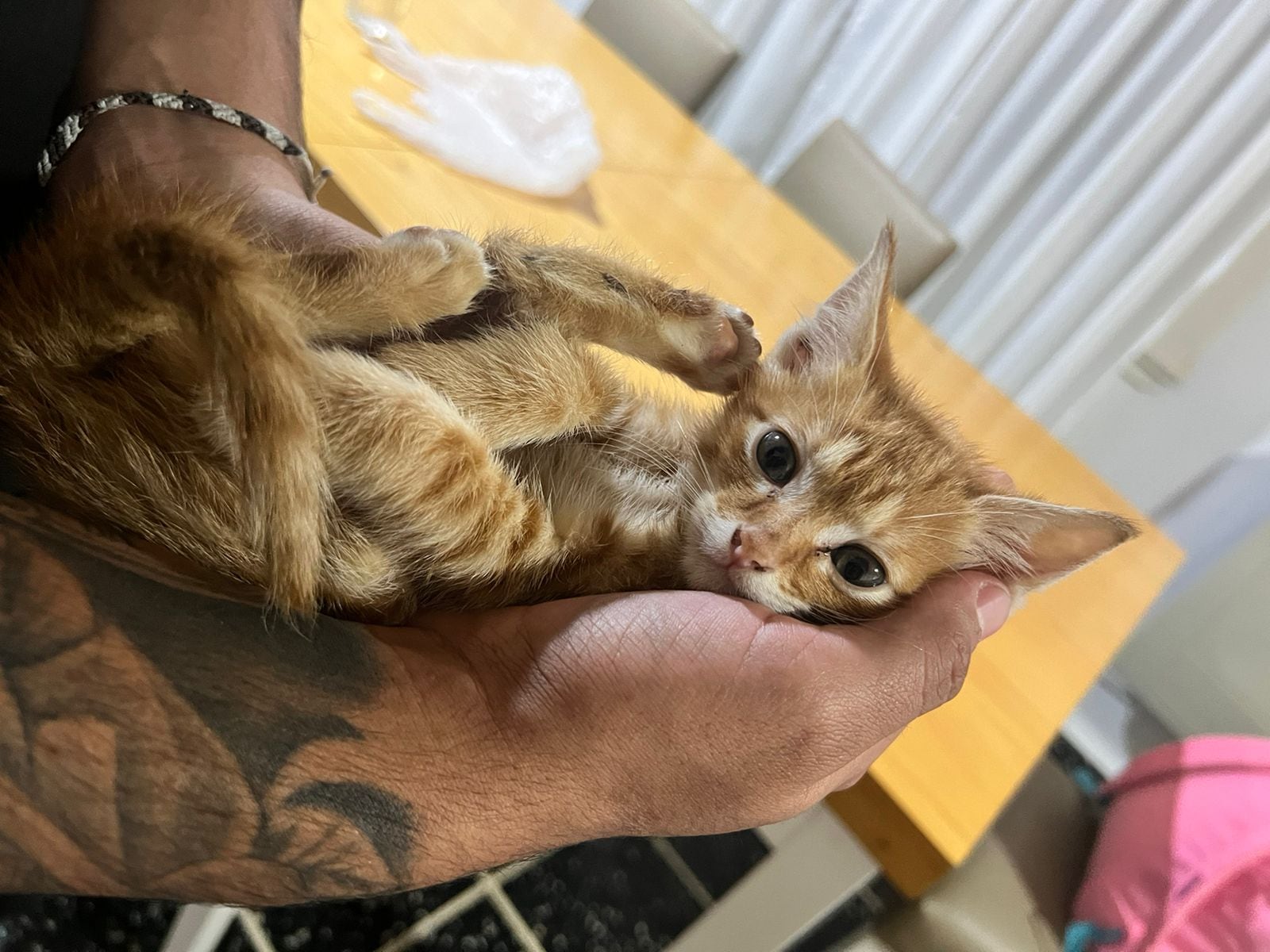 Lo abandonaron en su local, pensó que estaba sano pero cuando lo revisó se llevó una sorpresa: “Lo agarré y salí corriendo”