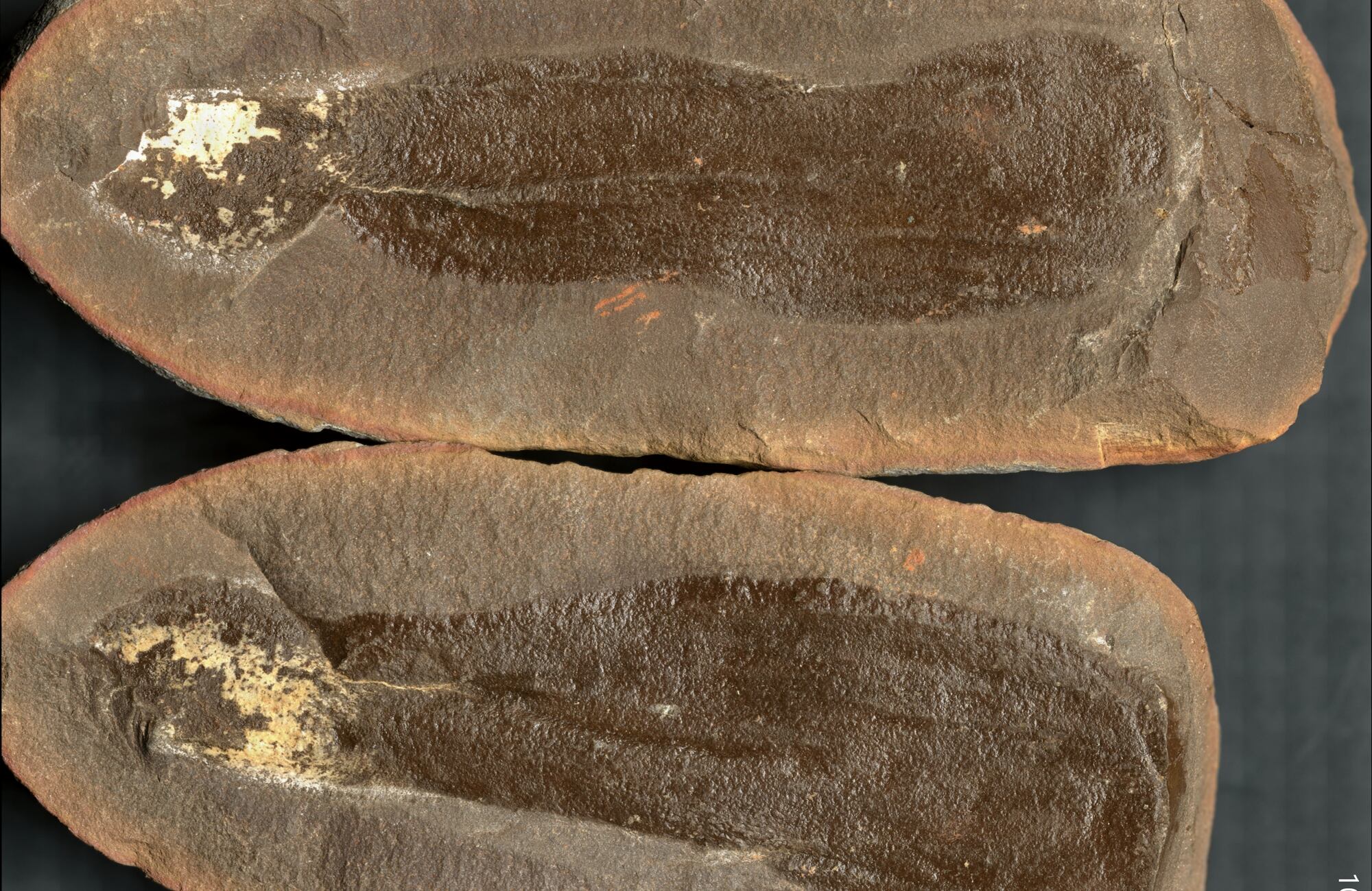 Por medio de un yacimiento fósil conservado en Mazon Creek, científicos revelaron cómo era la biodiversidad hace más de 300 millones de años