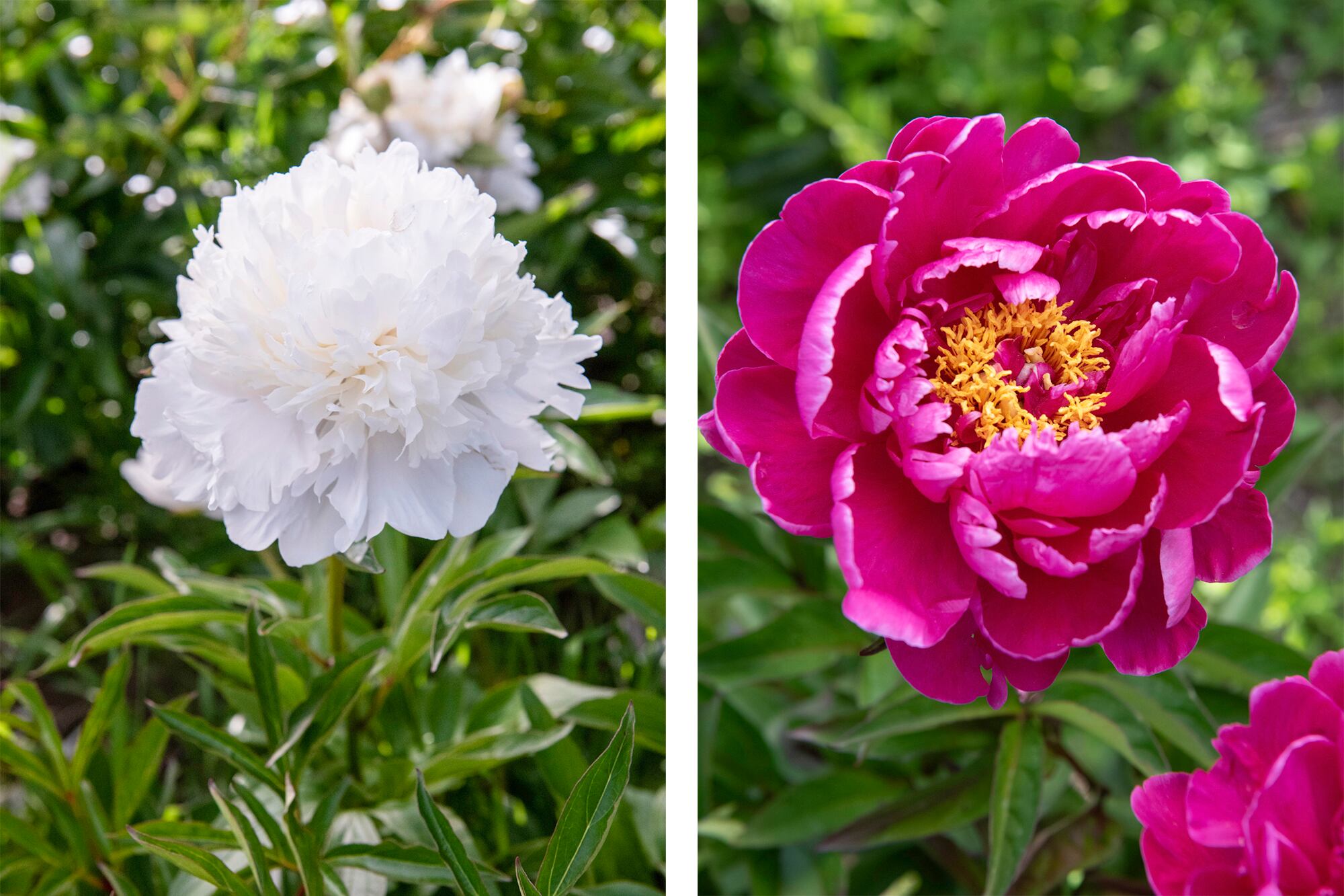Izq.: Paeonia lactiflora `Duchesse de Nemours´y der.: Paeonia lactiflora ´Karl Rosenfield´