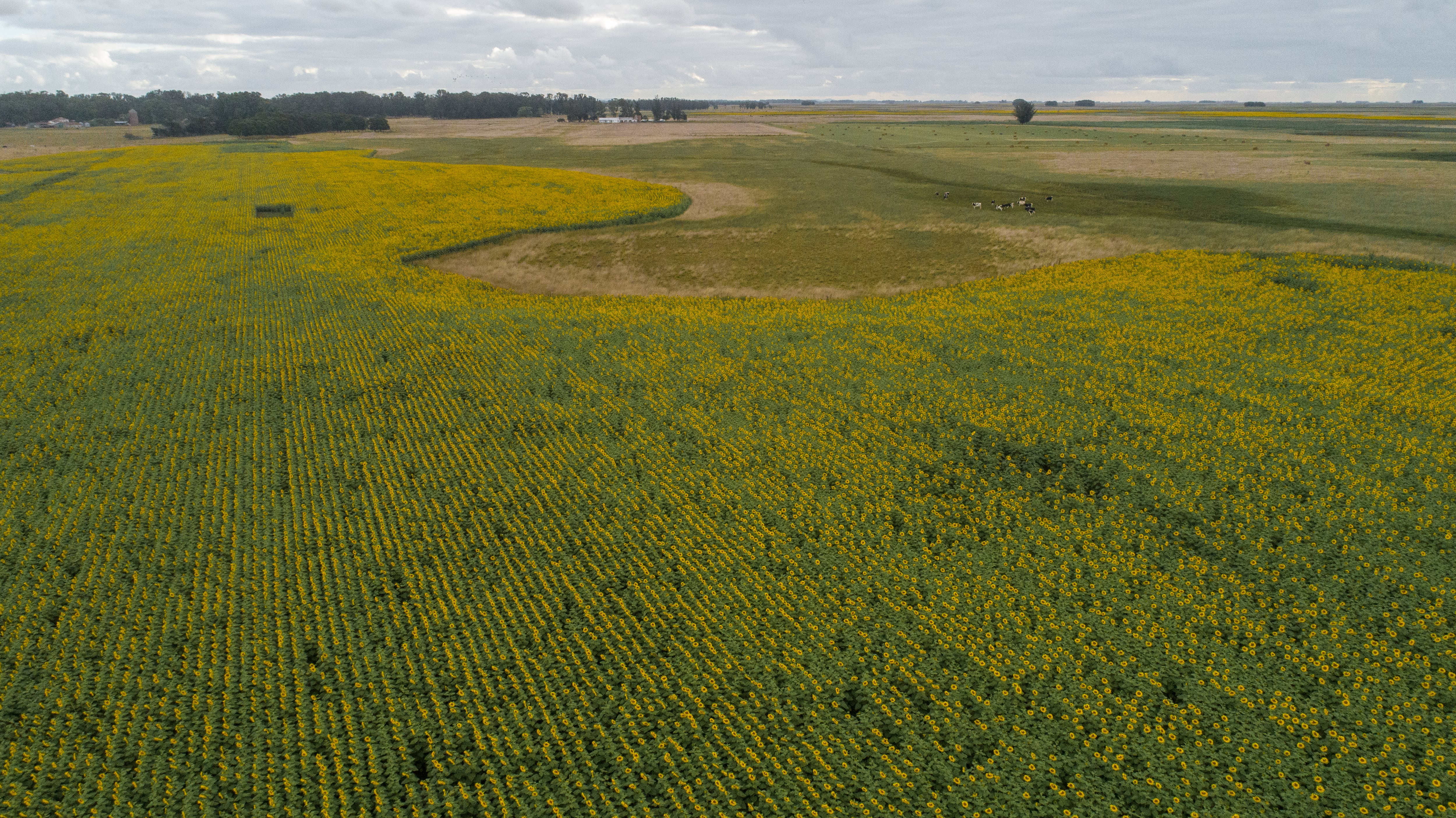 Nuevo escenario: el cultivo que abrió la puerta a un reseteo productivo