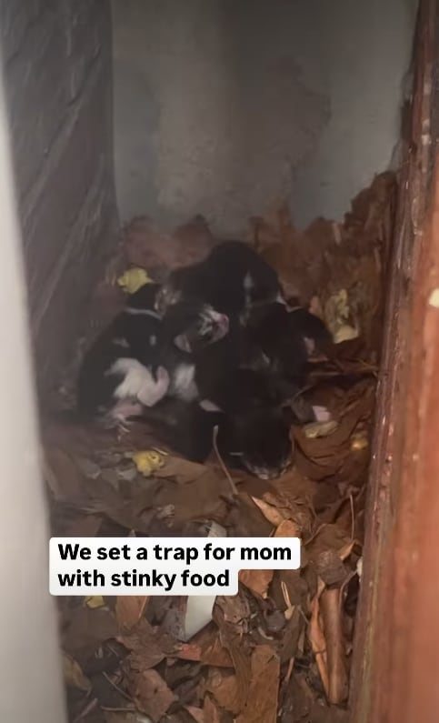 Los vecinos de Brooklyn descubrieron a los pequeños escondidos entre las paredes de dos casas (Captura: Instagram @heidiwranglescats)