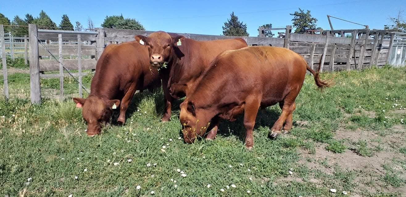 Ya vende 30 toros por año: se fue a la Patagonia y comenzó de cero un ambicioso proyecto en un lugar hoy muy pujante 6 Cada año produce unos 30 reproductores que comercializa principalmente en el circuito de exposiciones patagónicas