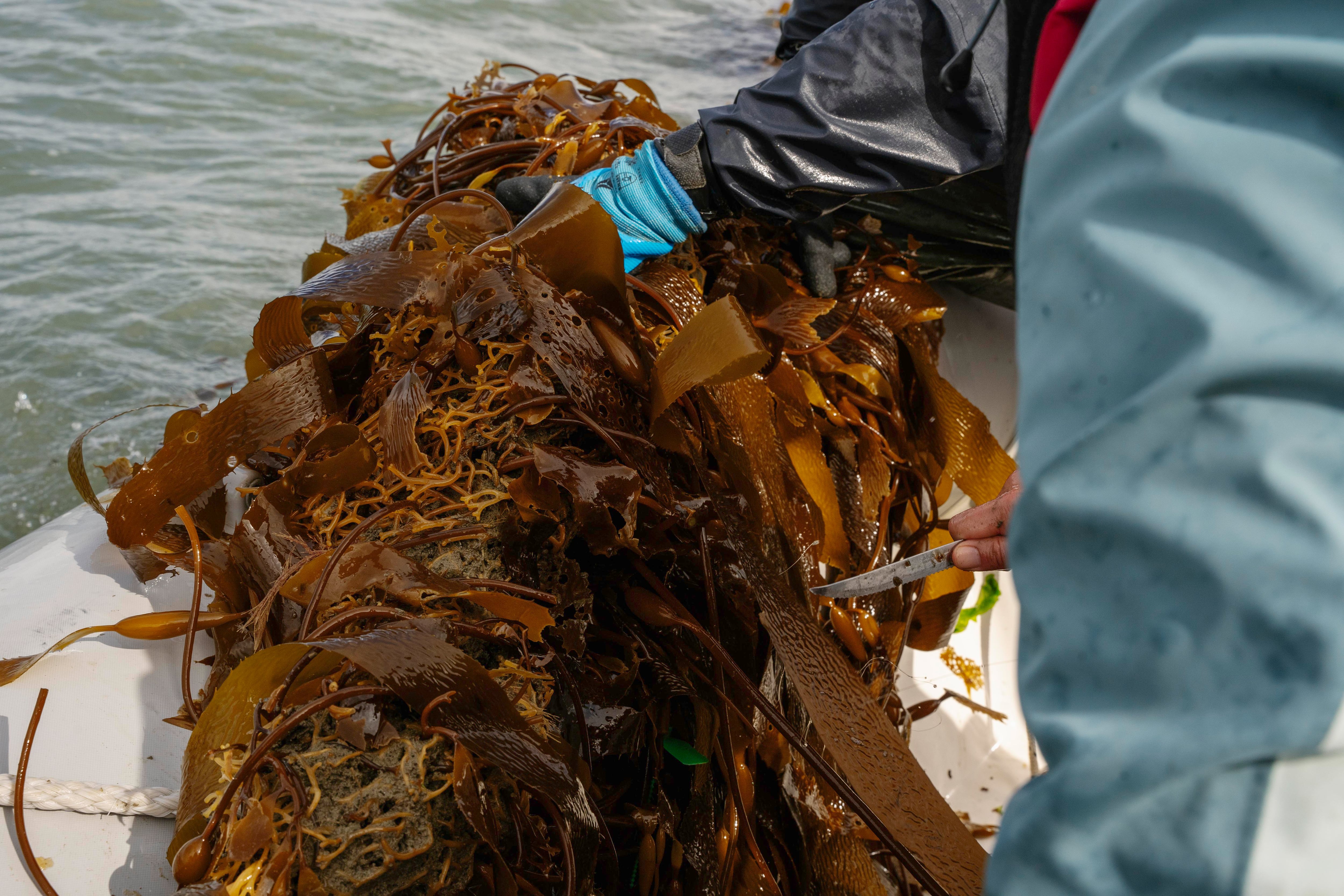 Macroalgas en el mar durante uno de los procesos de cultivo en la bahía de Puerto San Julián, Santa Cruz