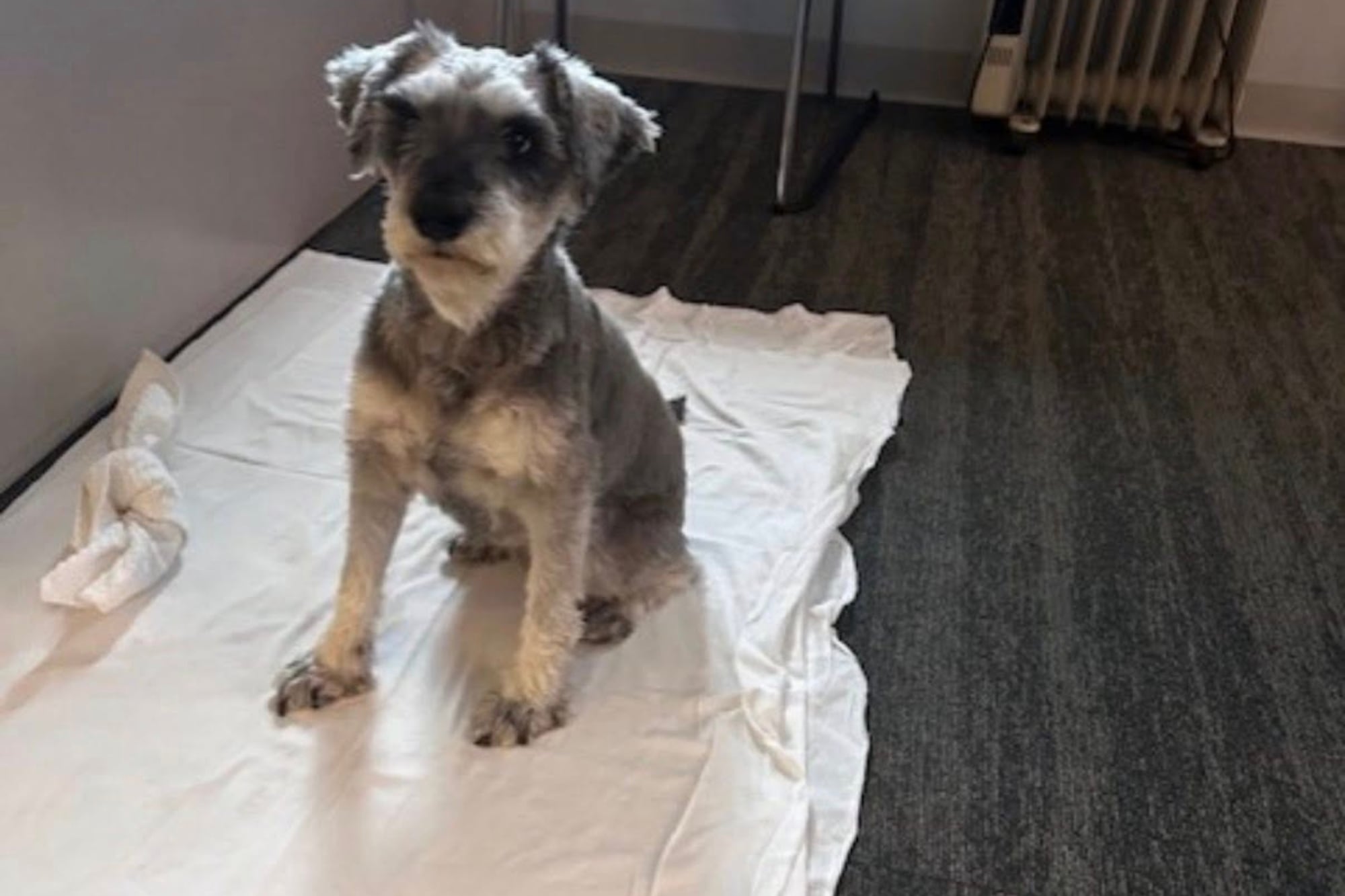 Un patrullero acudió al lugar y trasladó al animal a la sede policial para verificar su identidad