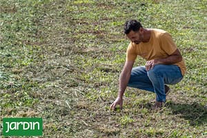 Por qué el césped se pone amarillo en verano y cómo solucionarlo
