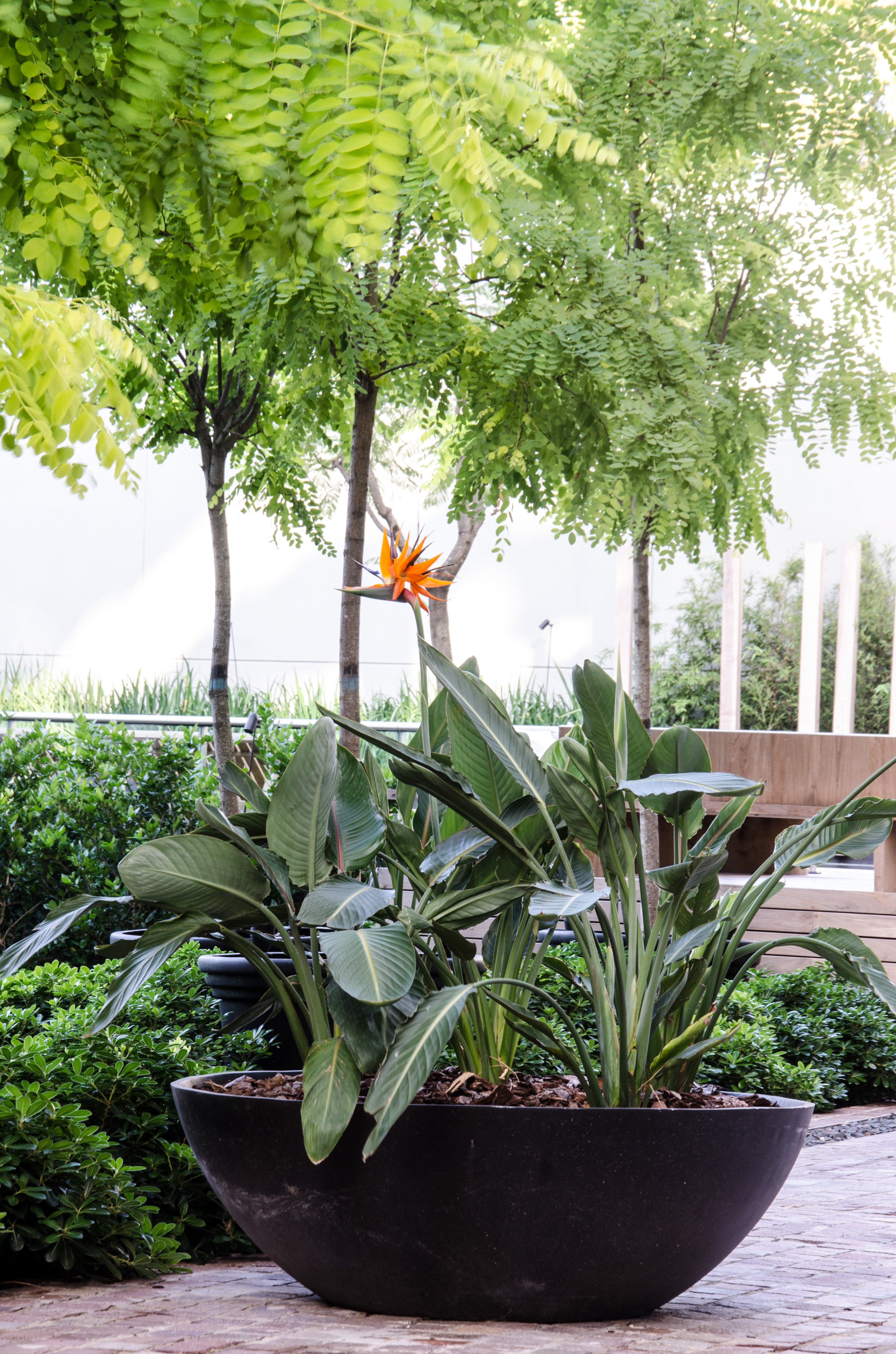 Donde hay líneas puras, la Strelitzia aporta exuberancia controlada