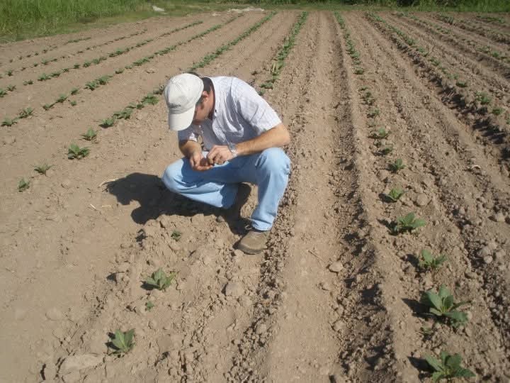 Según explicó Rois, “la producción del tabaco lleva alrededor de 11 meses”, desde la siembra en almácigos hasta la cosecha, lo que incrementa la necesidad de capital de trabajo y planificación