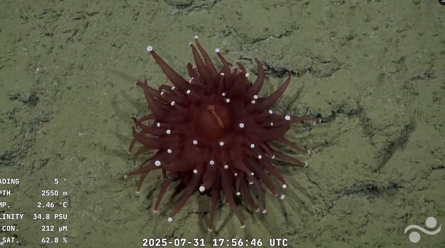 La anémona impactó a muchos usuarios del streaming