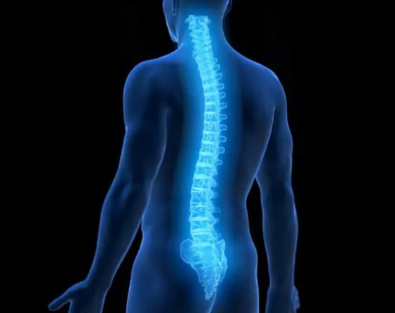 La columna vertebral humana es el mejor ejemplo de las limitaciones heredadas.