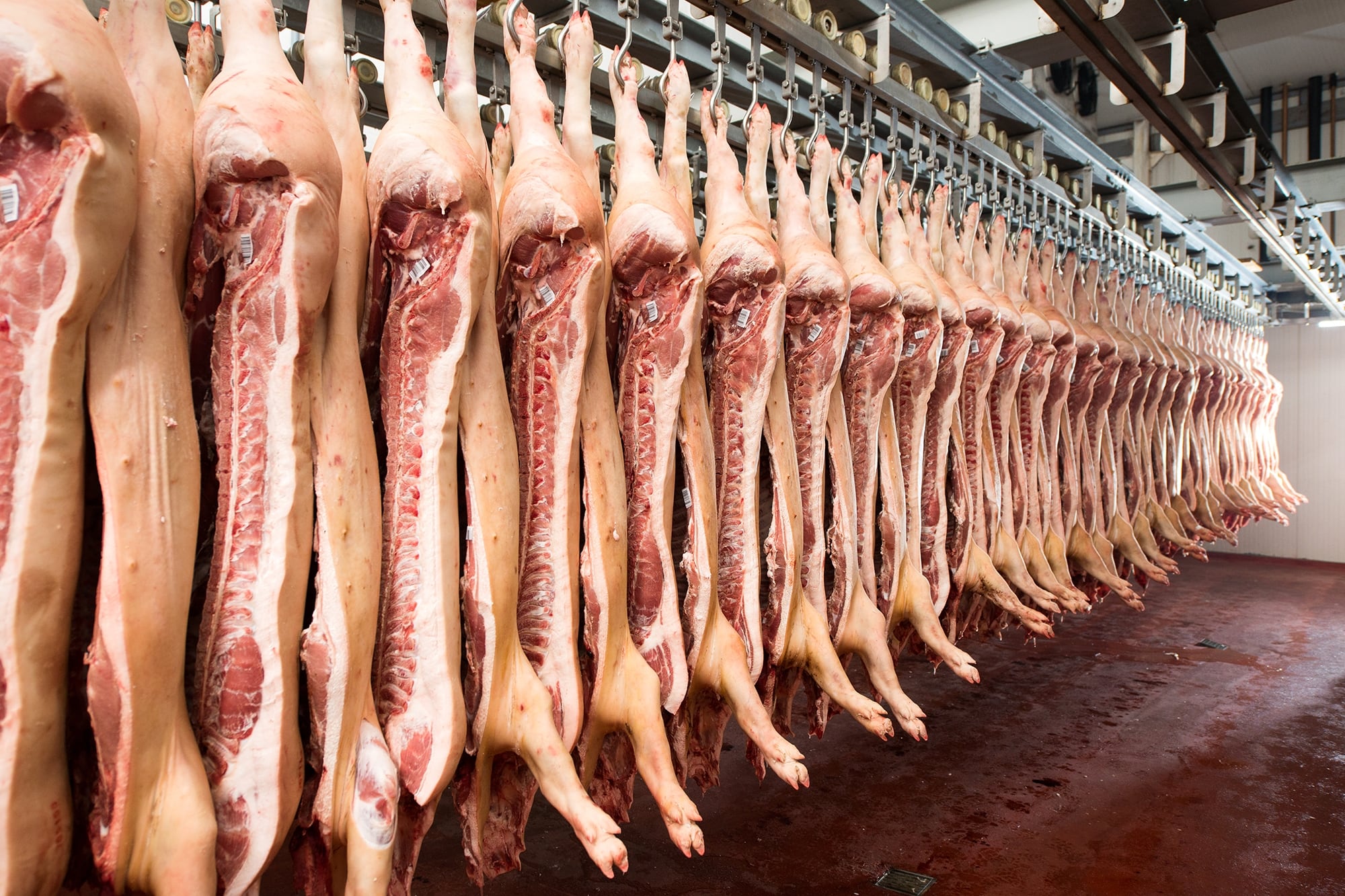 indicaron que el sector, como las actividades vacuna y la aviar, espera hace años la apertura del mercado chino para menudencias porcinas: “El protocolo ya lo acordó Senasa