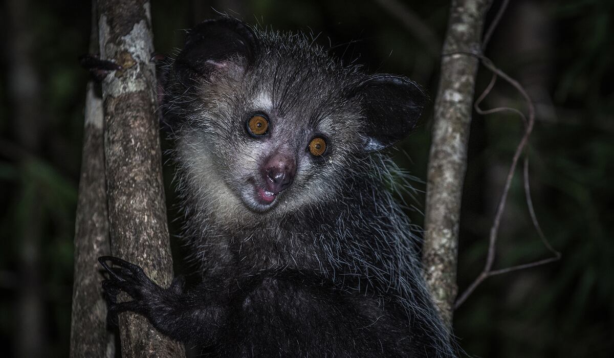 Especies como el Aye-aye podrán ser visitadas en sus hábitats naturales que fueren recreados en el zoológico para mejorar la experiencia (Zoológico del Bronx)
