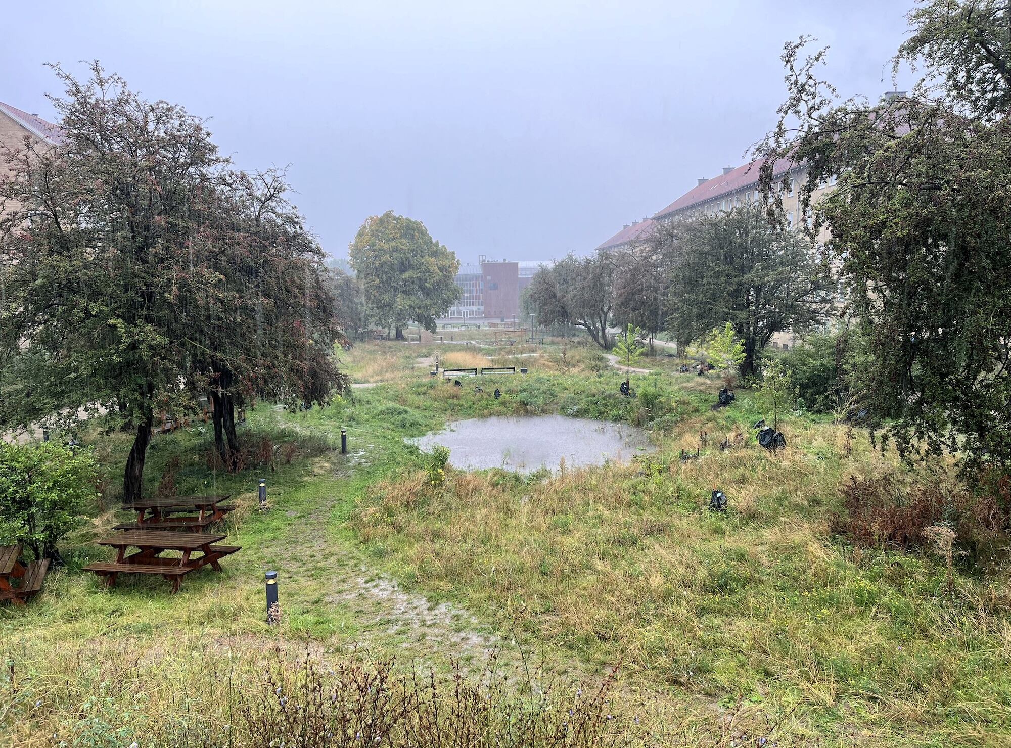 Grønningen-Bispeparken puesto a prueba. La vegetación especializada, sus árboles y zanjas permiten gestionar lluvias intensas sin generar inundaciones en sótanos ni departamentos.