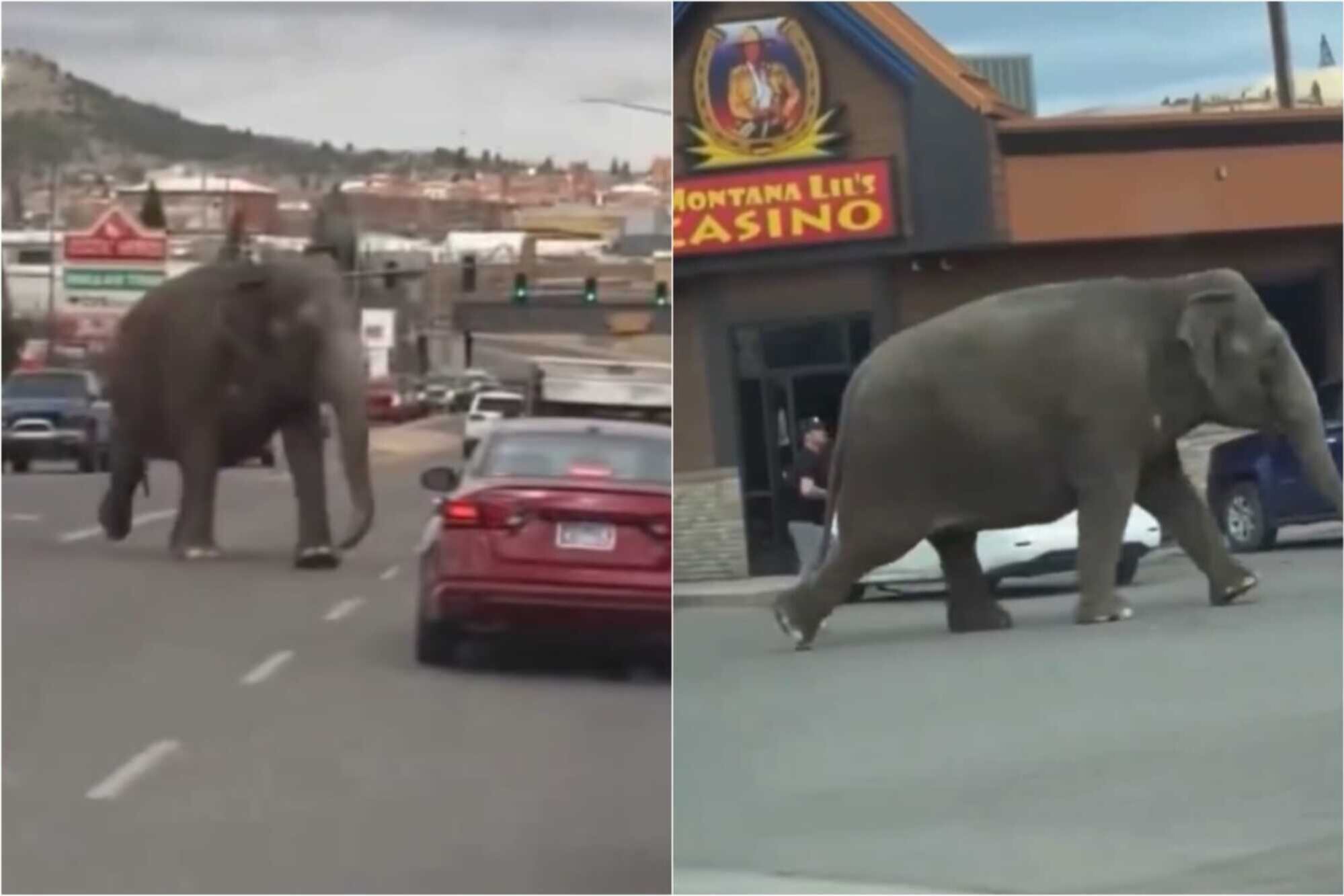 Susto en Montana: un elefante escapó de un circo, corrió por las calles y causó terror a los conductores