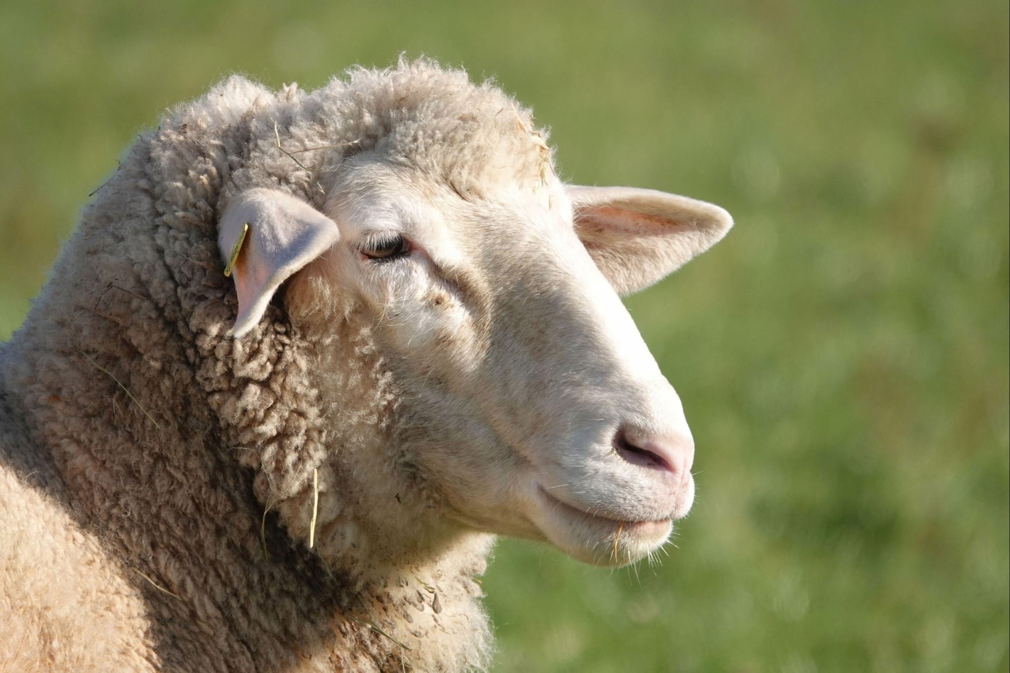 Ingenio austríaco: diseñó una armadura especial para proteger a las ovejas de los lobos