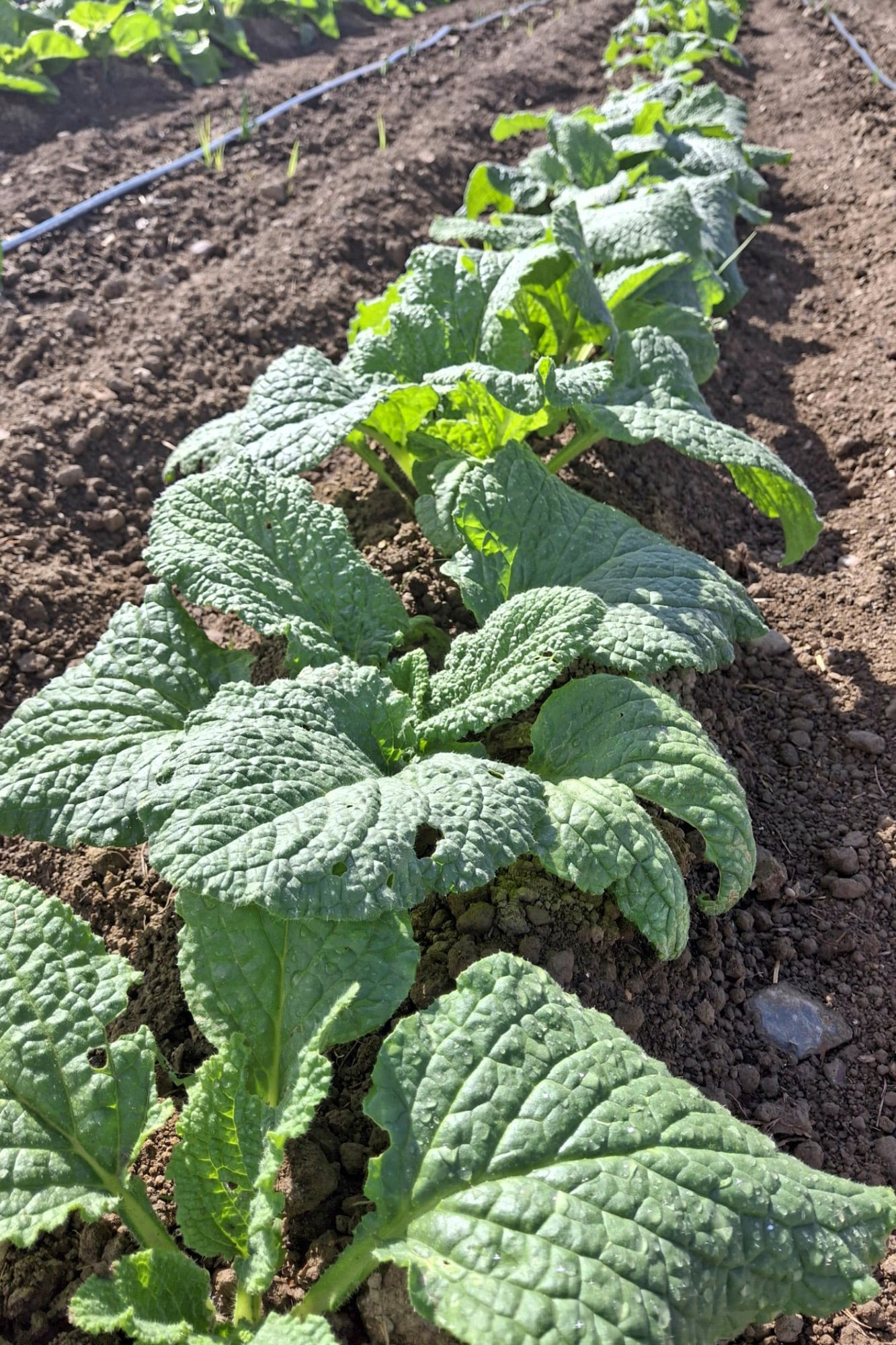 La borraja crece con vigor y, si se la deja semillar, puede reaparecer sola temporada tras temporada