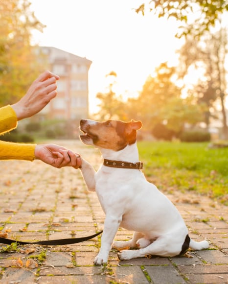 Los especialistas aseguran que cada perro tiene un nivel de sociabilidad diferentes (Foto: Freepik)