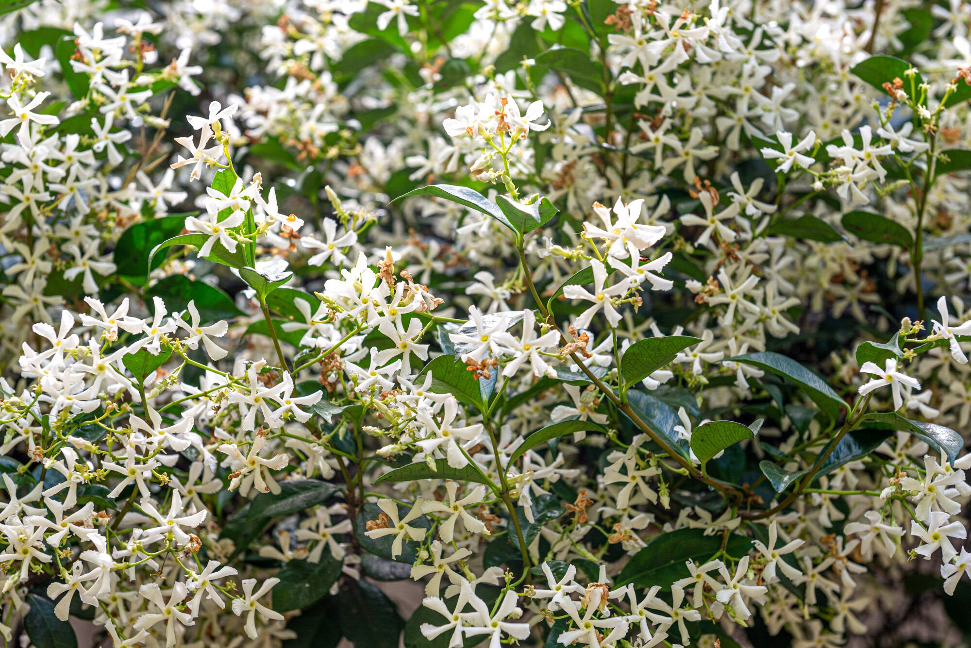 El jazmín de leche tiene una floración y fragancia muy intensa que no pasa inadvertida, especialmente al caer el sol