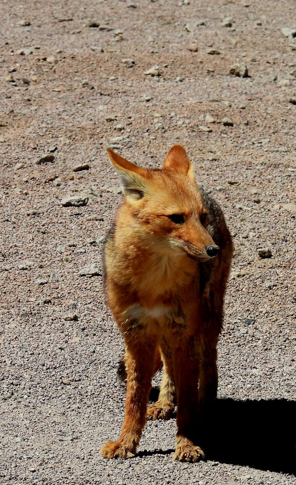 Los zorros, otros habitantes del recóndito lugar