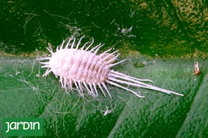 Cómo eliminar la plaga silenciosa que amenaza tus plantas