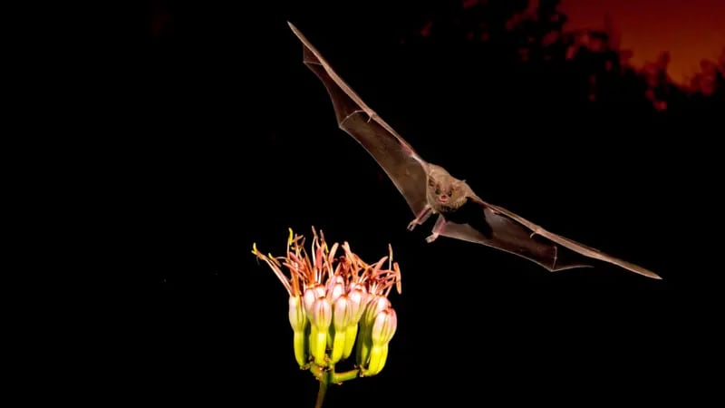 El esfuerzo de las comunidades y de los investigadores ya está dando frutos