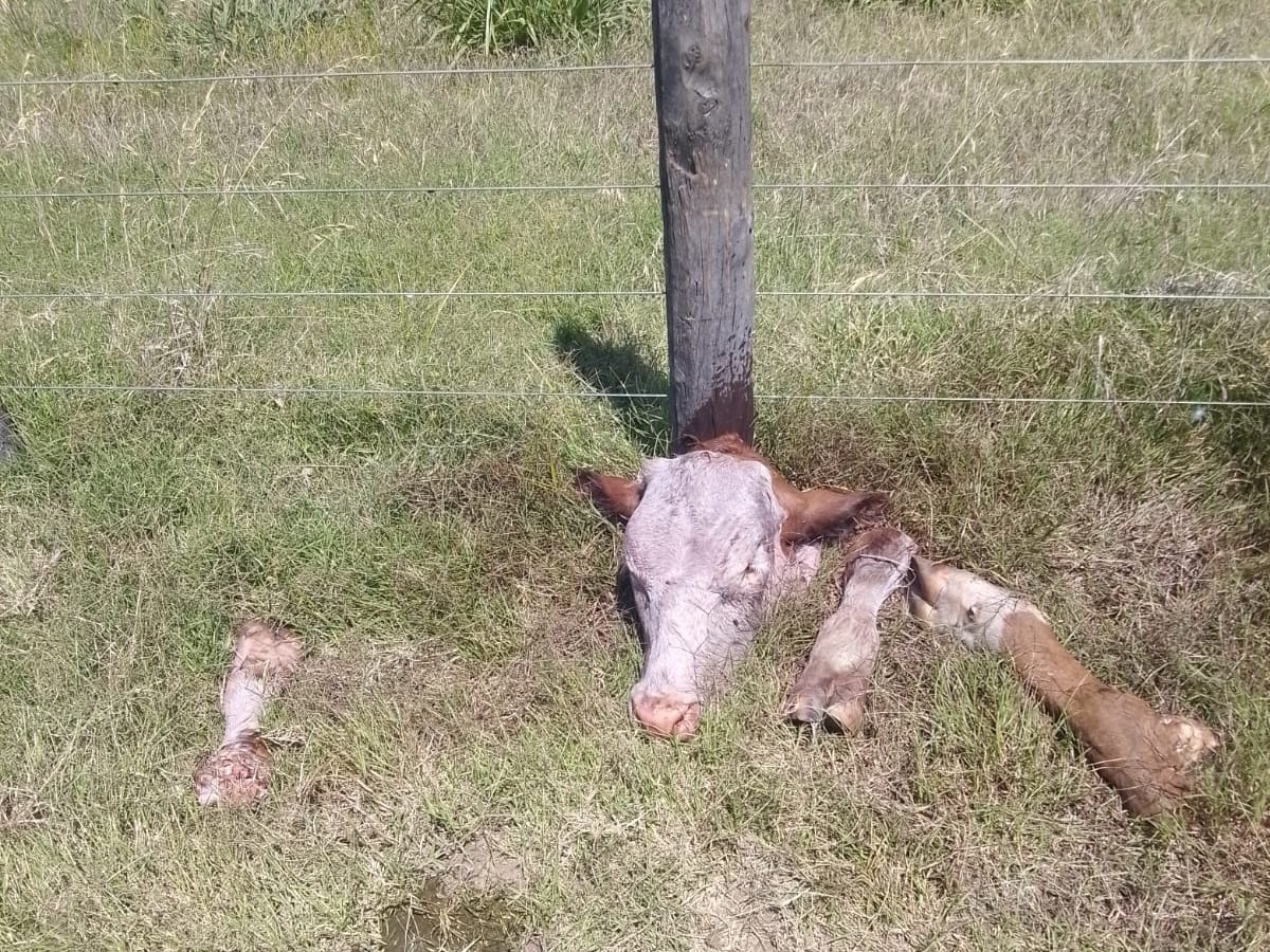 “Desprotegidos”: temor por brutales robos de ganado en el sur de Santa Fe
