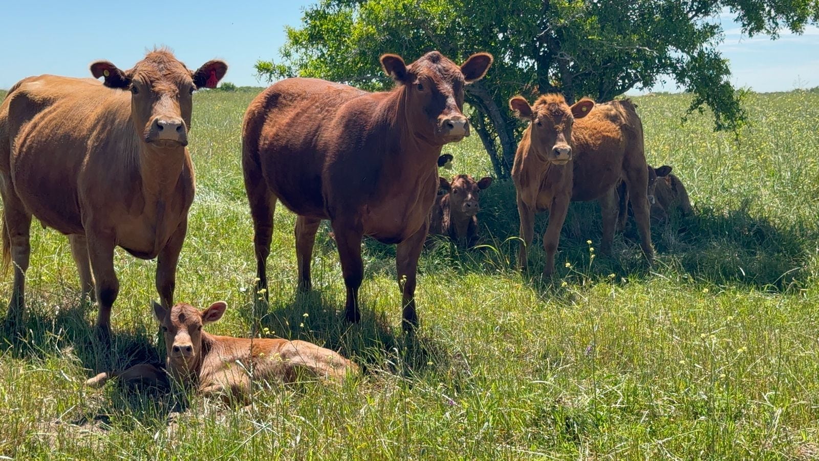 “Facilita la apertura de mercados”: el Gobierno reglamentó la identificación electrónica del ganado desde 2026