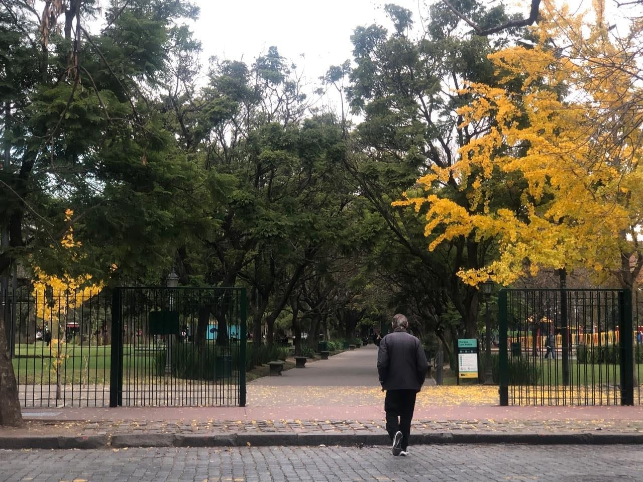 El árbol dorado despide el otoño: dónde ver ginkgos en la ciudad