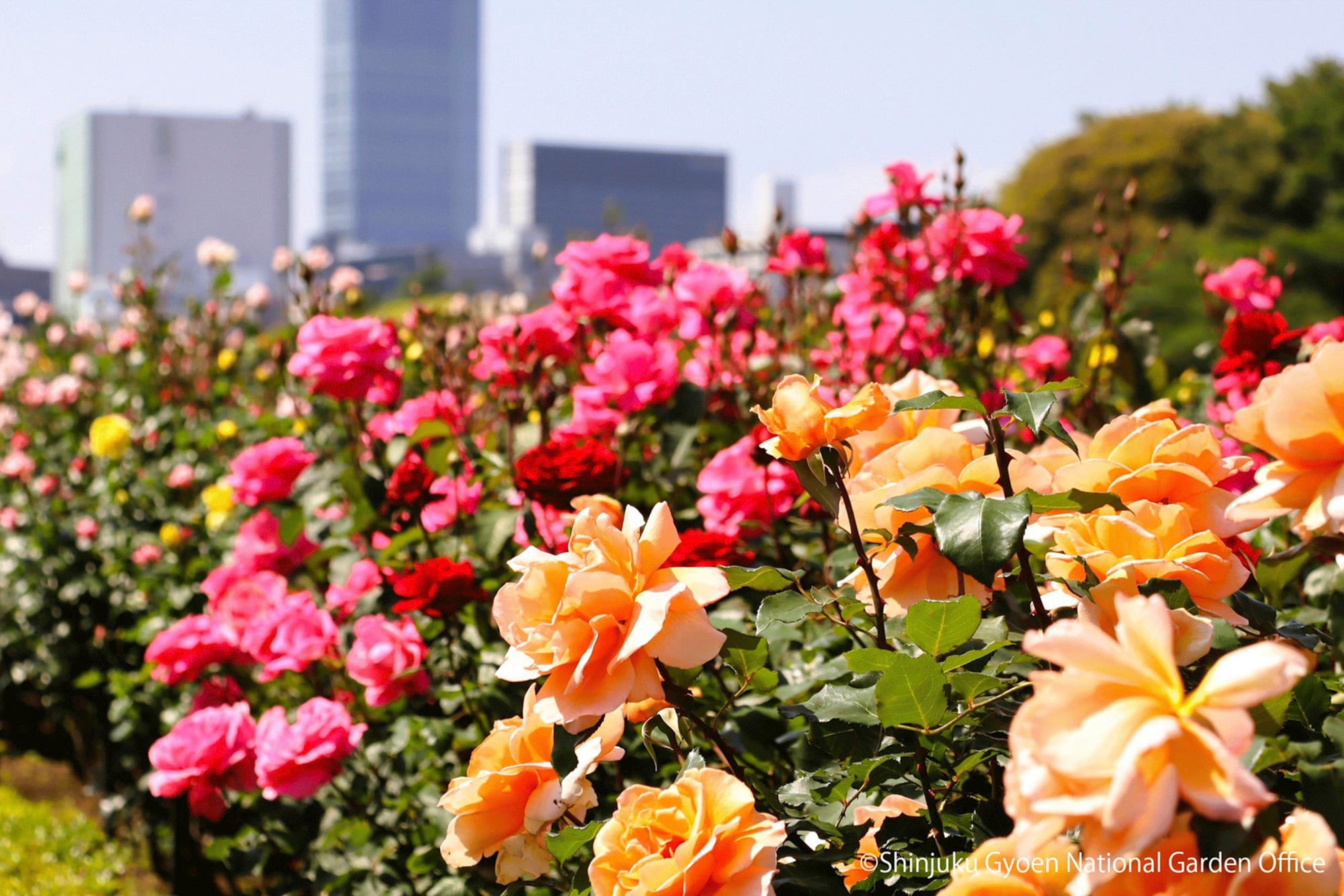 Las rosas de la zona romántica son de lo más destacado del paseo