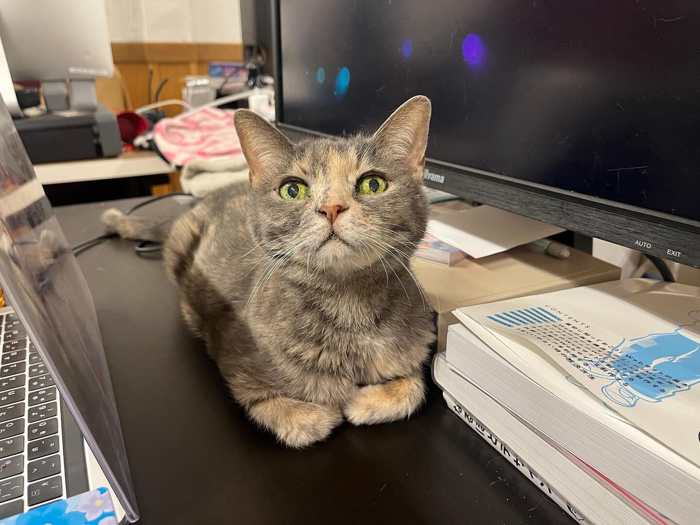 Los gatos Qnote nacieron y crecieron en la empresa, por lo que están acostumbrados al contacto con muchas personas