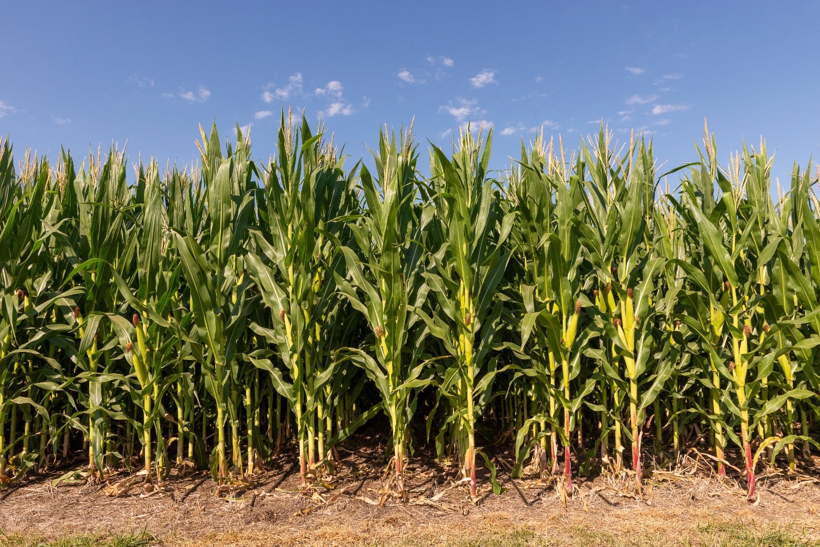 “Determinante”: con la humedad justa, el maíz entra en una etapa crítica por la falta de lluvias