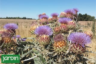 Las plantas que antes arrancábamos por molestas y ahora son tendencia en los jardines