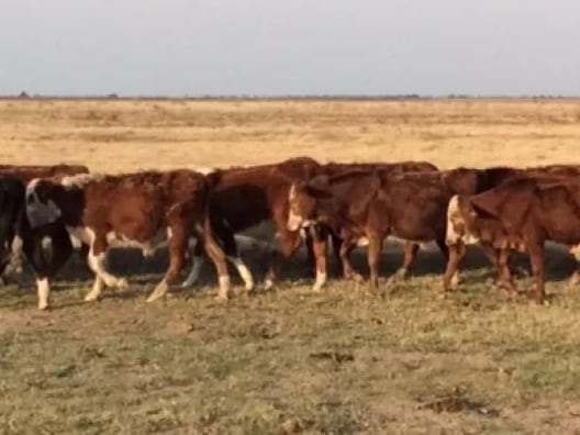 “Totalmente equivocado”: el error de manejo con las vacas que se paga muy caro 7 Otro ejemplo de una mala alimentación