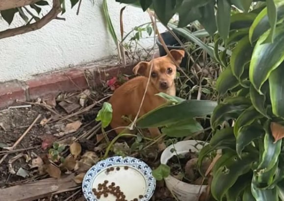 Encontraron una perra abandonada entre los arbustos, pero después descubrieron su verdadera identidad