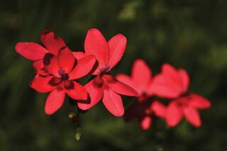 Cómo cultivar bulbosas: todos los cuidados desde el bulbo hasta la flor
