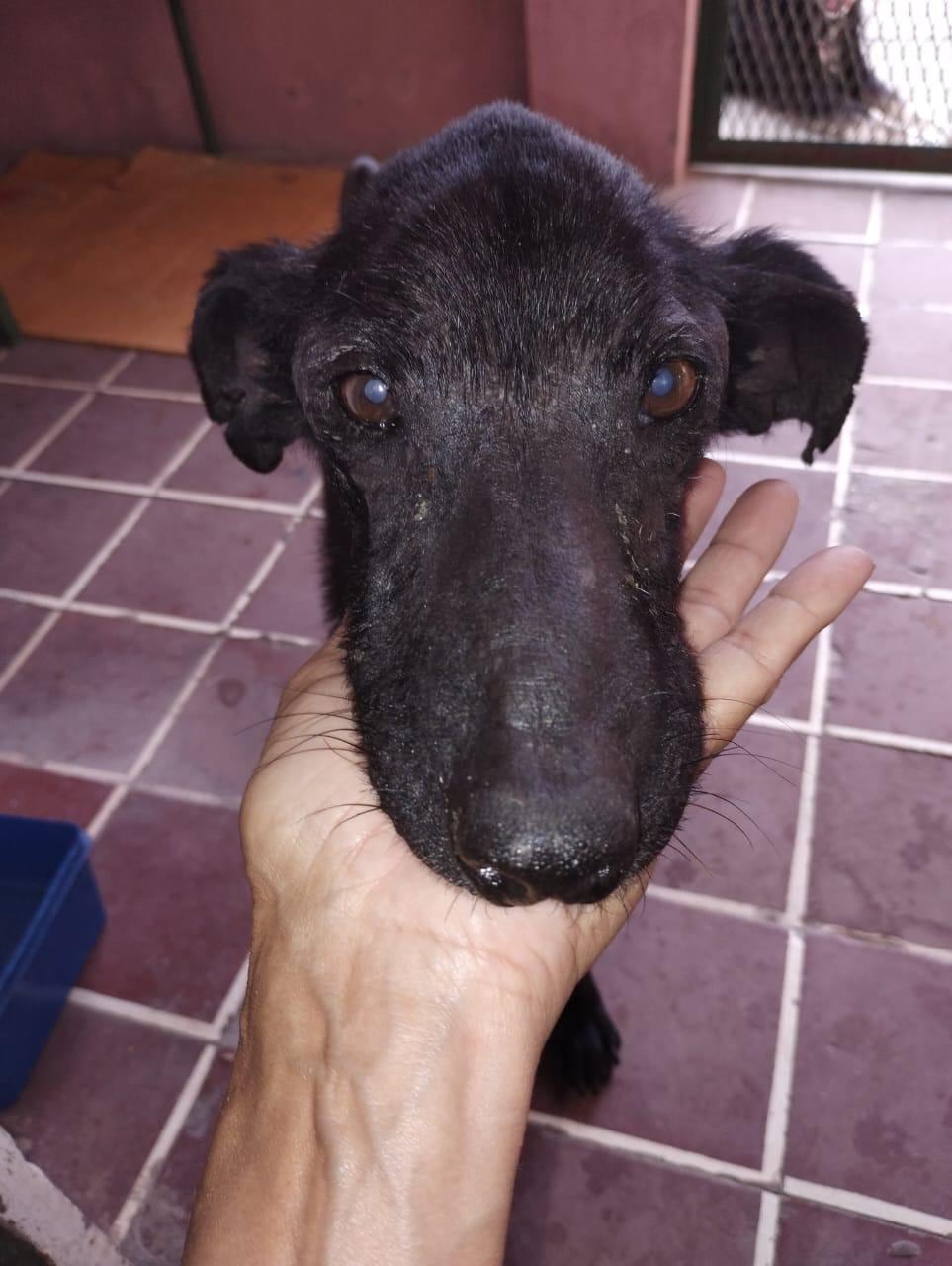 Simba espera a la familia que lo ame para siempre.