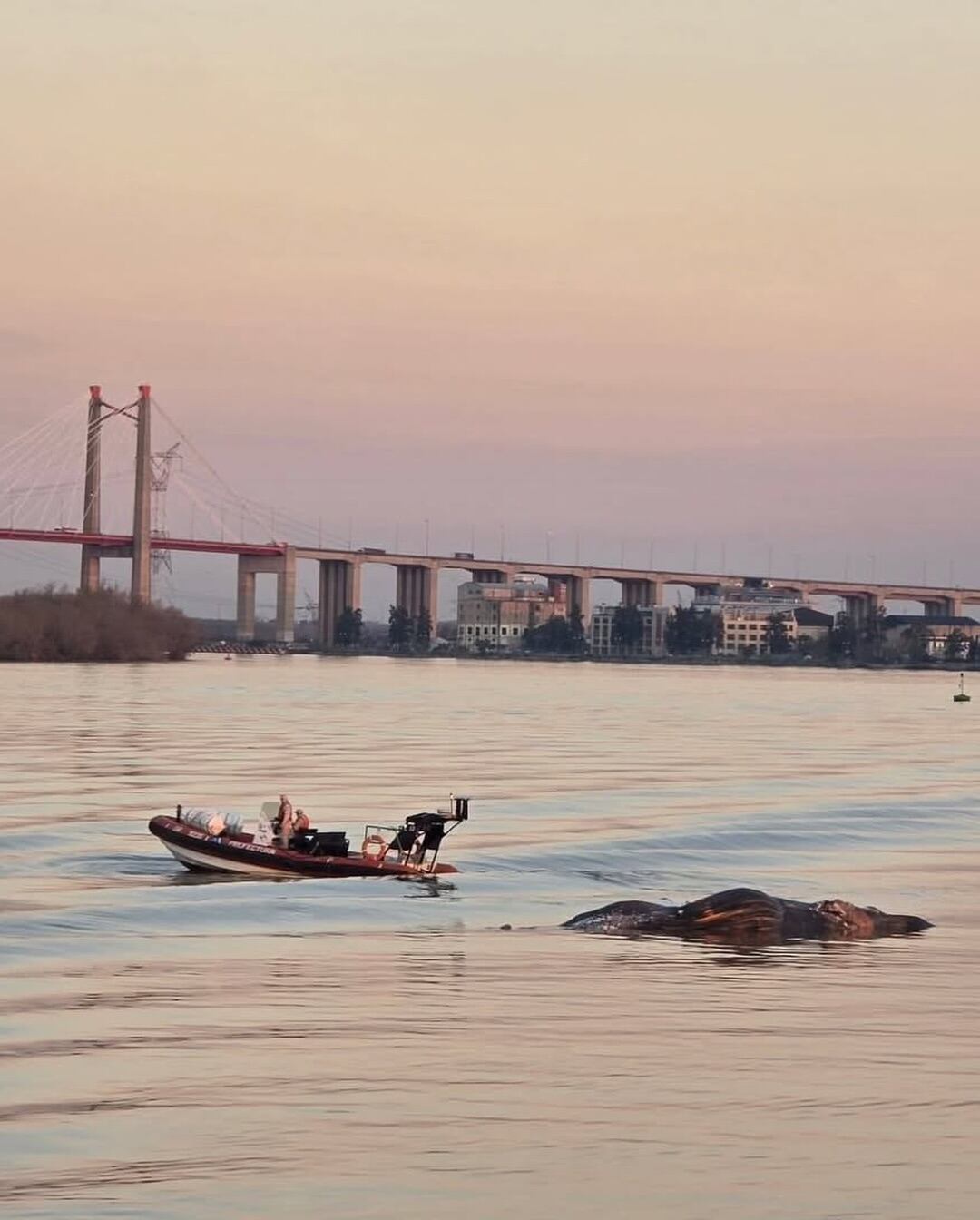 El cetáceo fue encontrado en las proximidades del puente Zárate Brazo Largo.