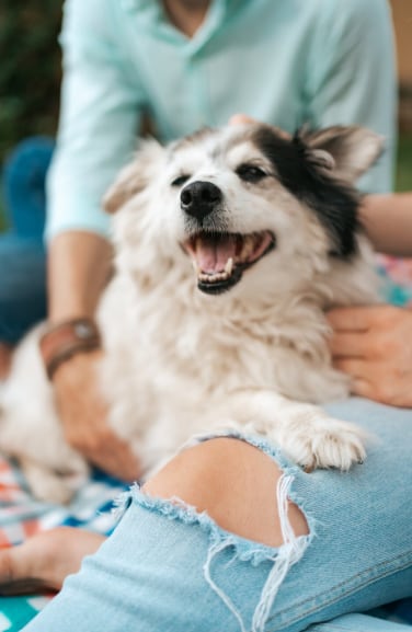 El lenguaje corporal puede revelar si un perro se siente cómodo o incómodo al socializar (Foto: Freepik)