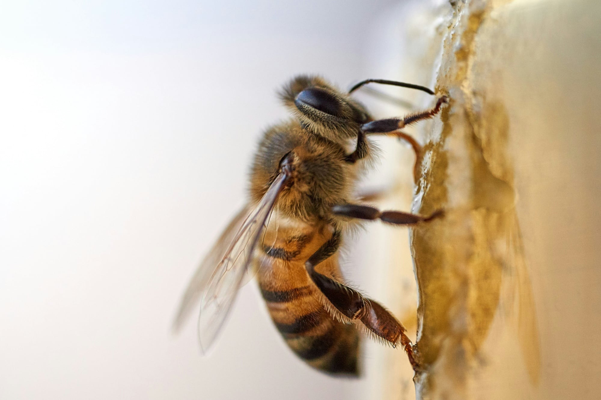 Las abejas en los sueños pueden simbolizar abundancia, disciplina y conexión con otras personas