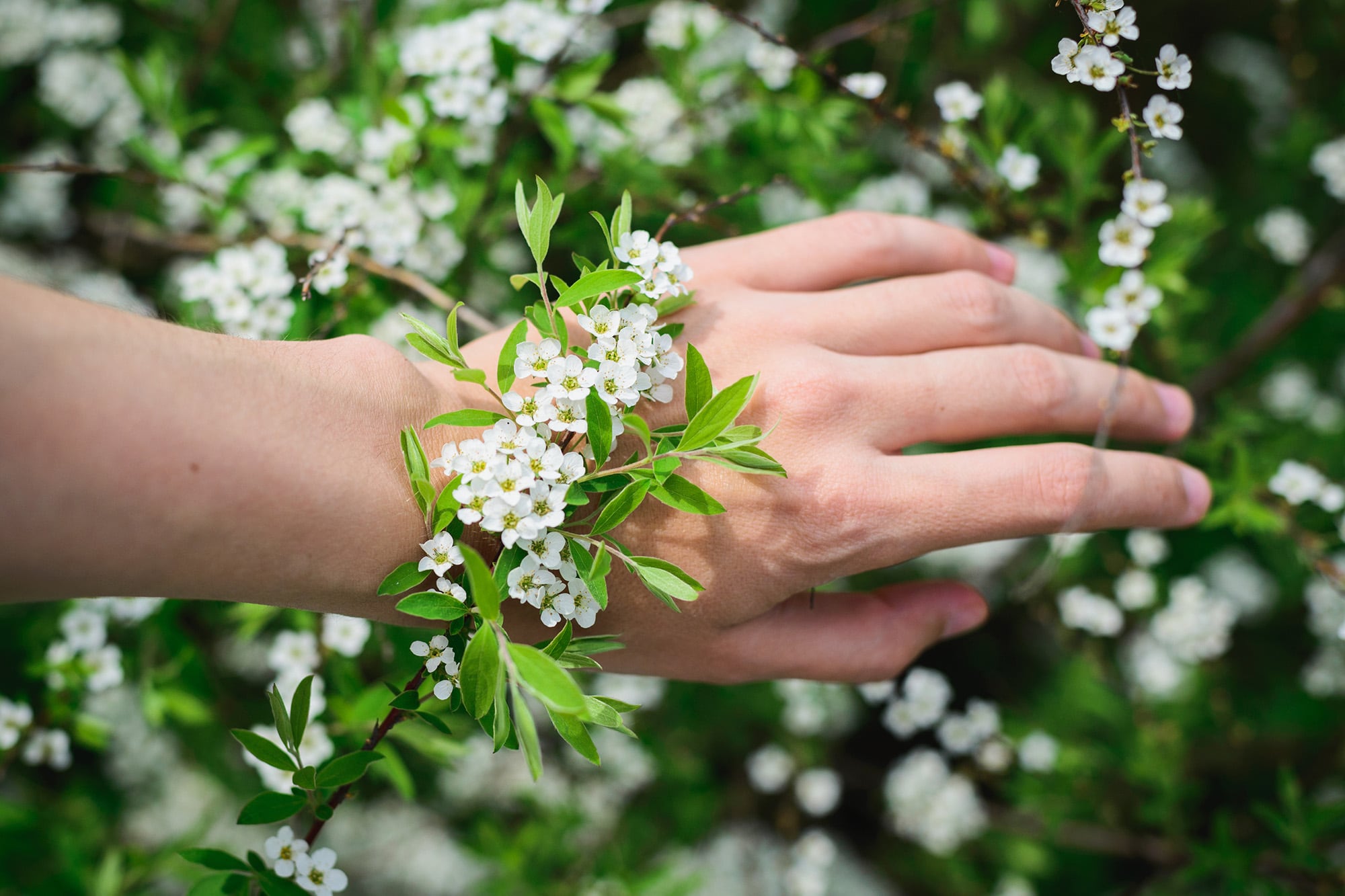 Cientos de pequeñas flores juntas producen un efecto contundente