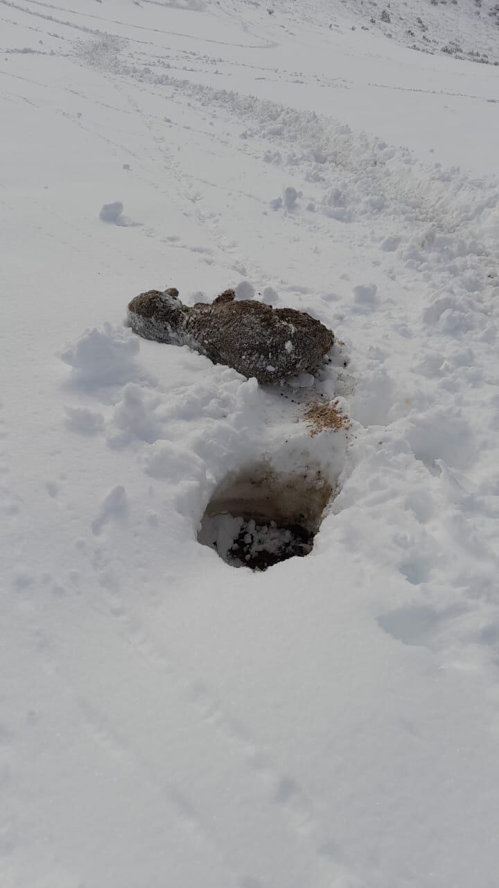 Empezaron a aparcer ovejas muertas bajo la nieve