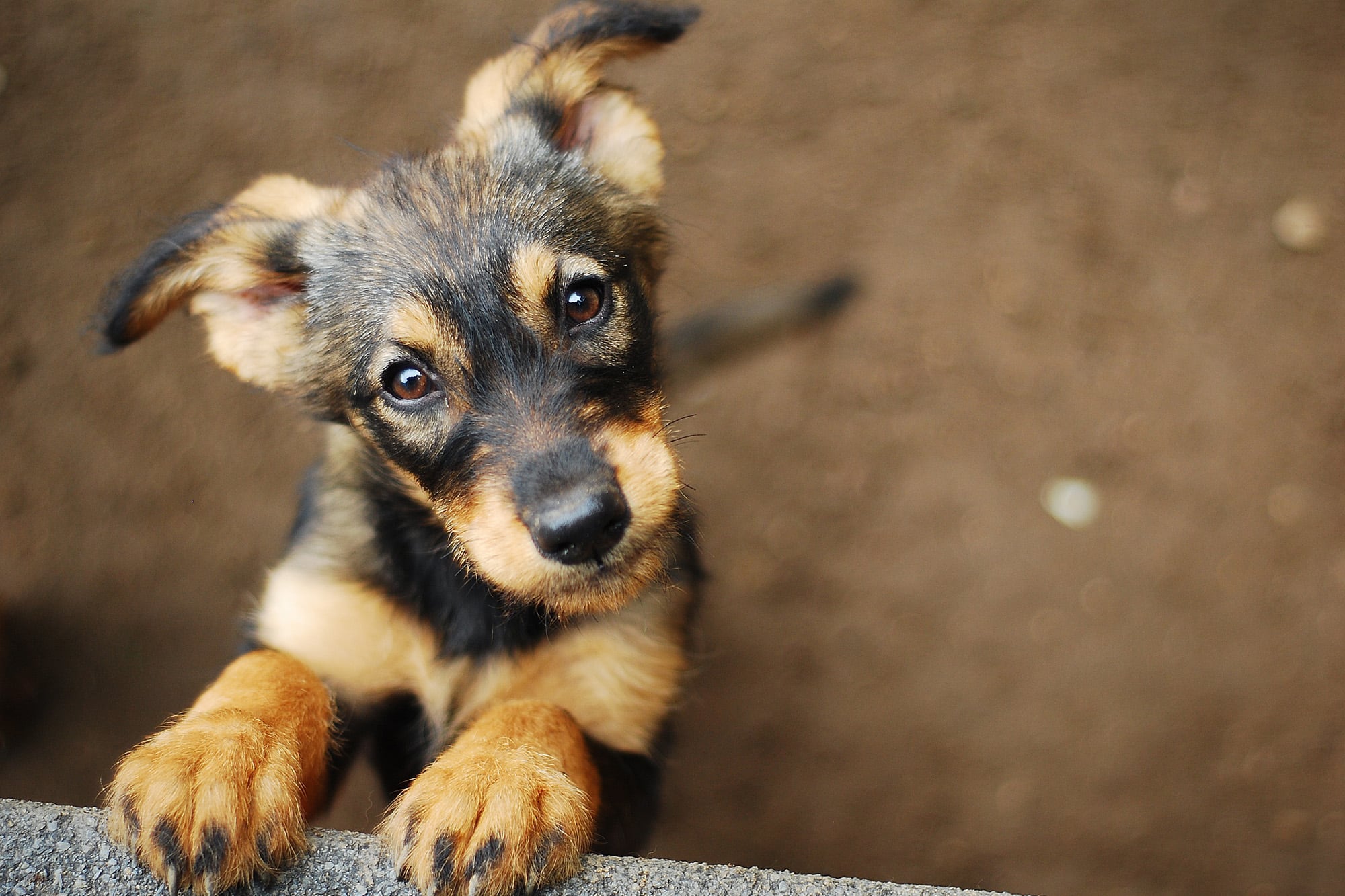 Hoy se celebra el Día del Perro Callejero