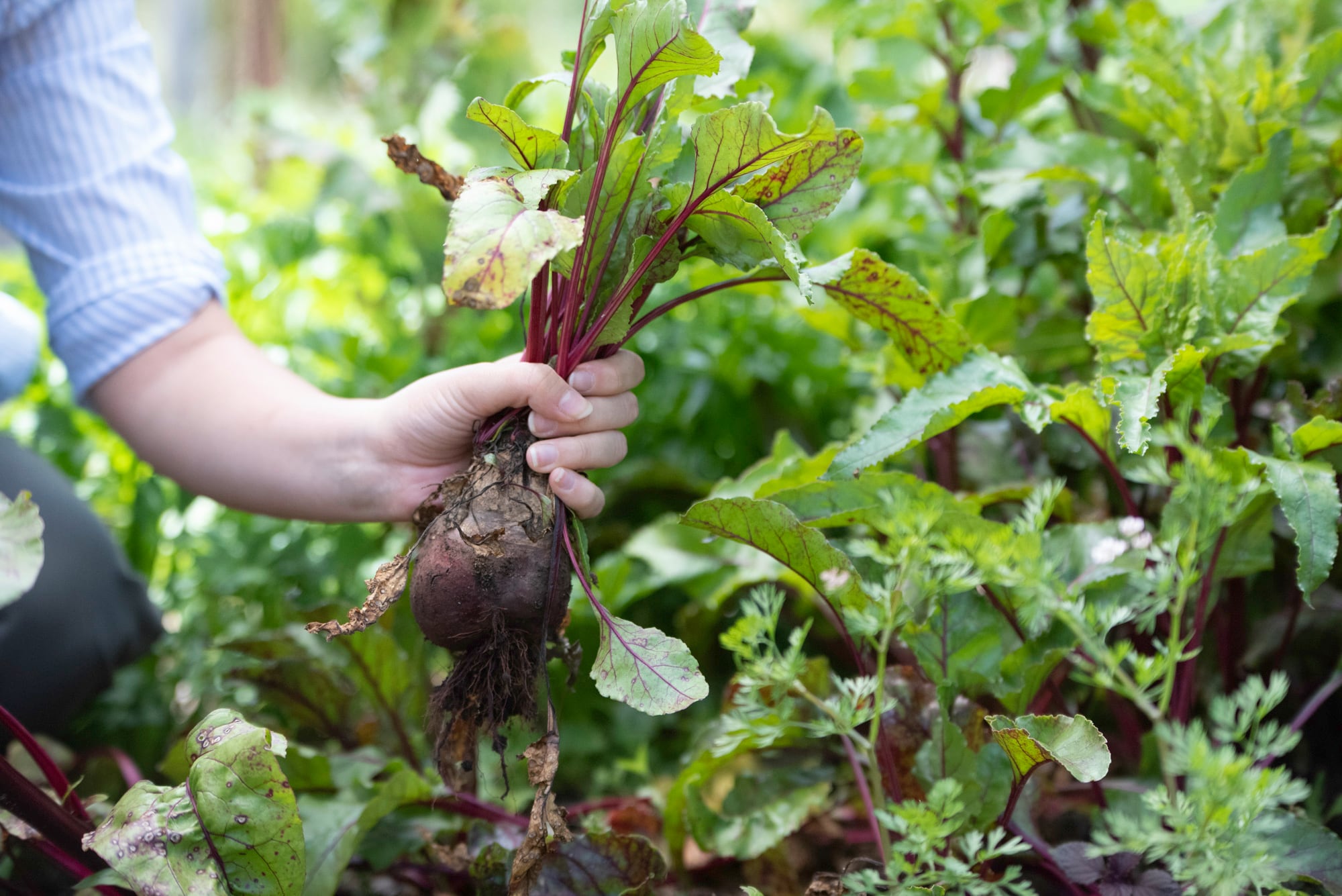 Lo que muchos ven como descarte, en otoño se convierte en conserva