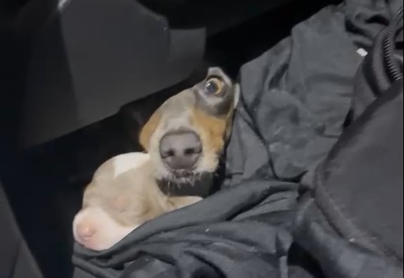 Rescataron a 12 cachorros salchicha que eran transportados de forma ilegal hacia Uruguay