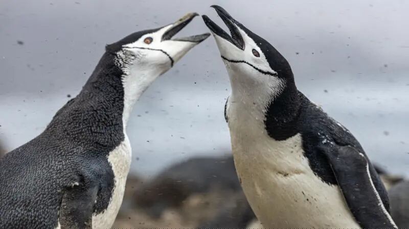 Dos pingüinos barbijo en la isla de Zavodovski