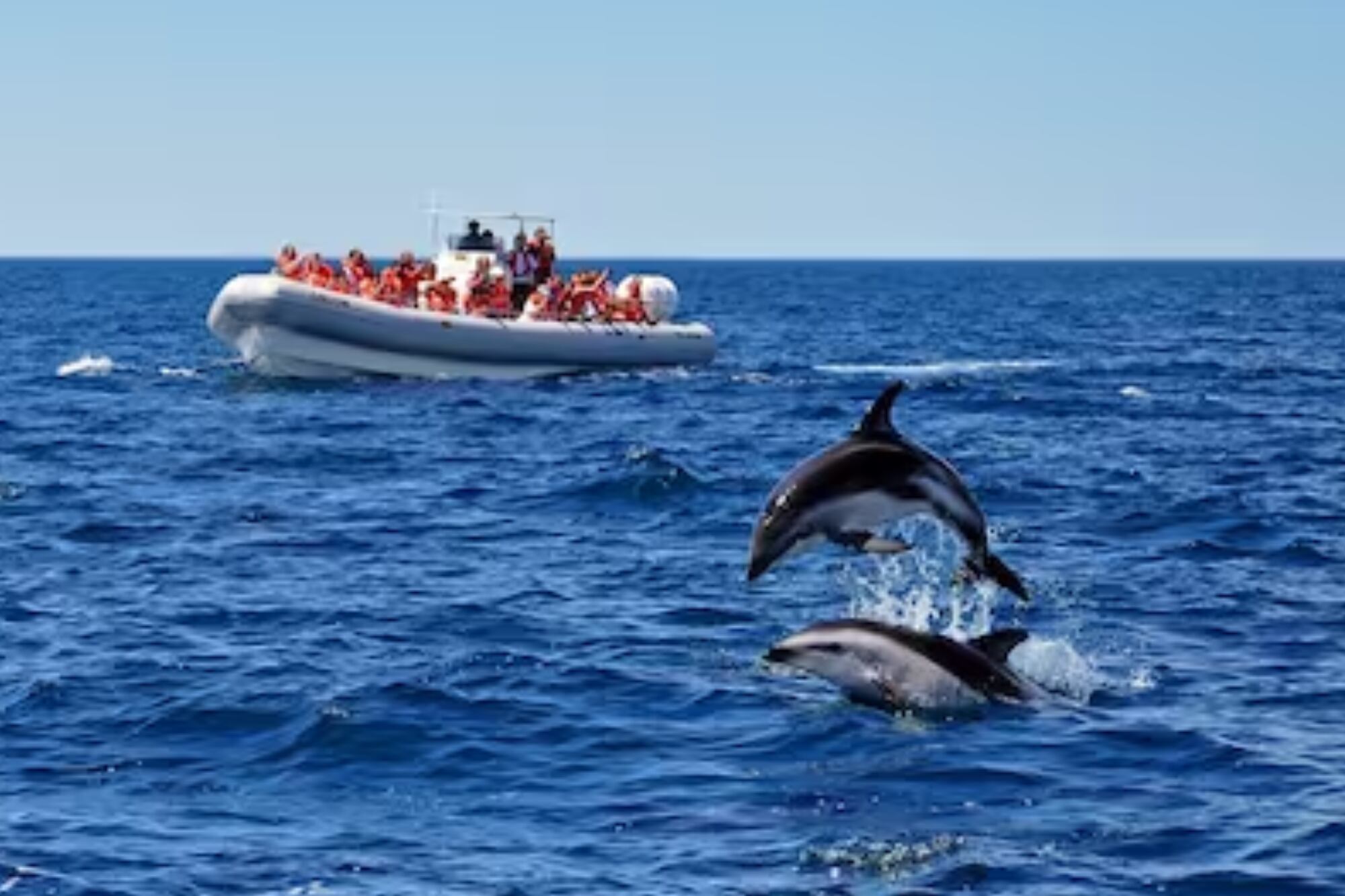 Puerto Madryn es el lugar ideal para observar las ballenas